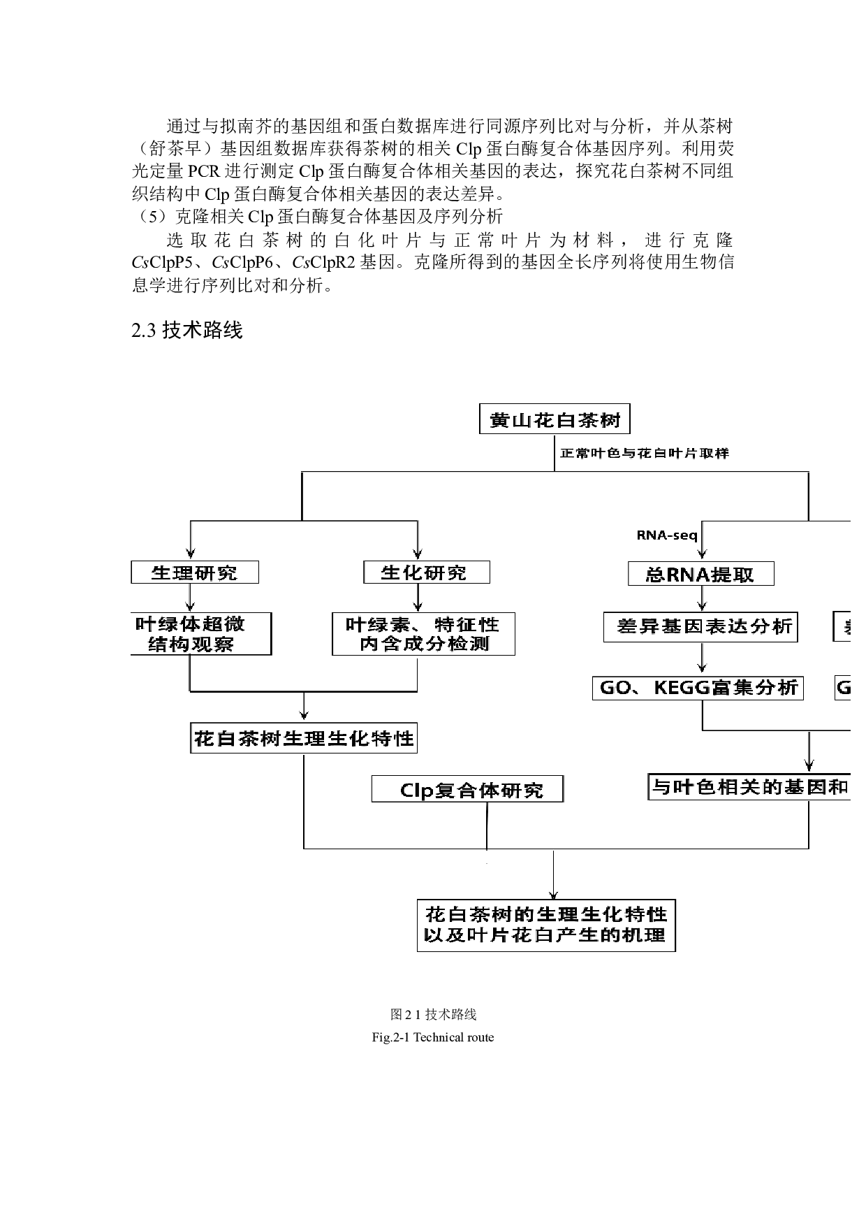 黄山群体茶树花白变异的分子机理研究-24714字.docx 第10页