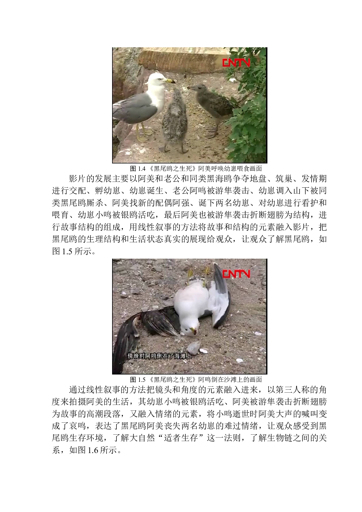 纪录片《黑尾鸥之生死》的线性叙事研究-10294字.docx 第9页