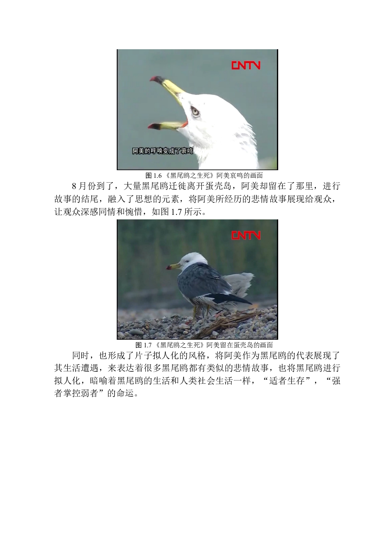 纪录片《黑尾鸥之生死》的线性叙事研究-10294字.docx 第10页