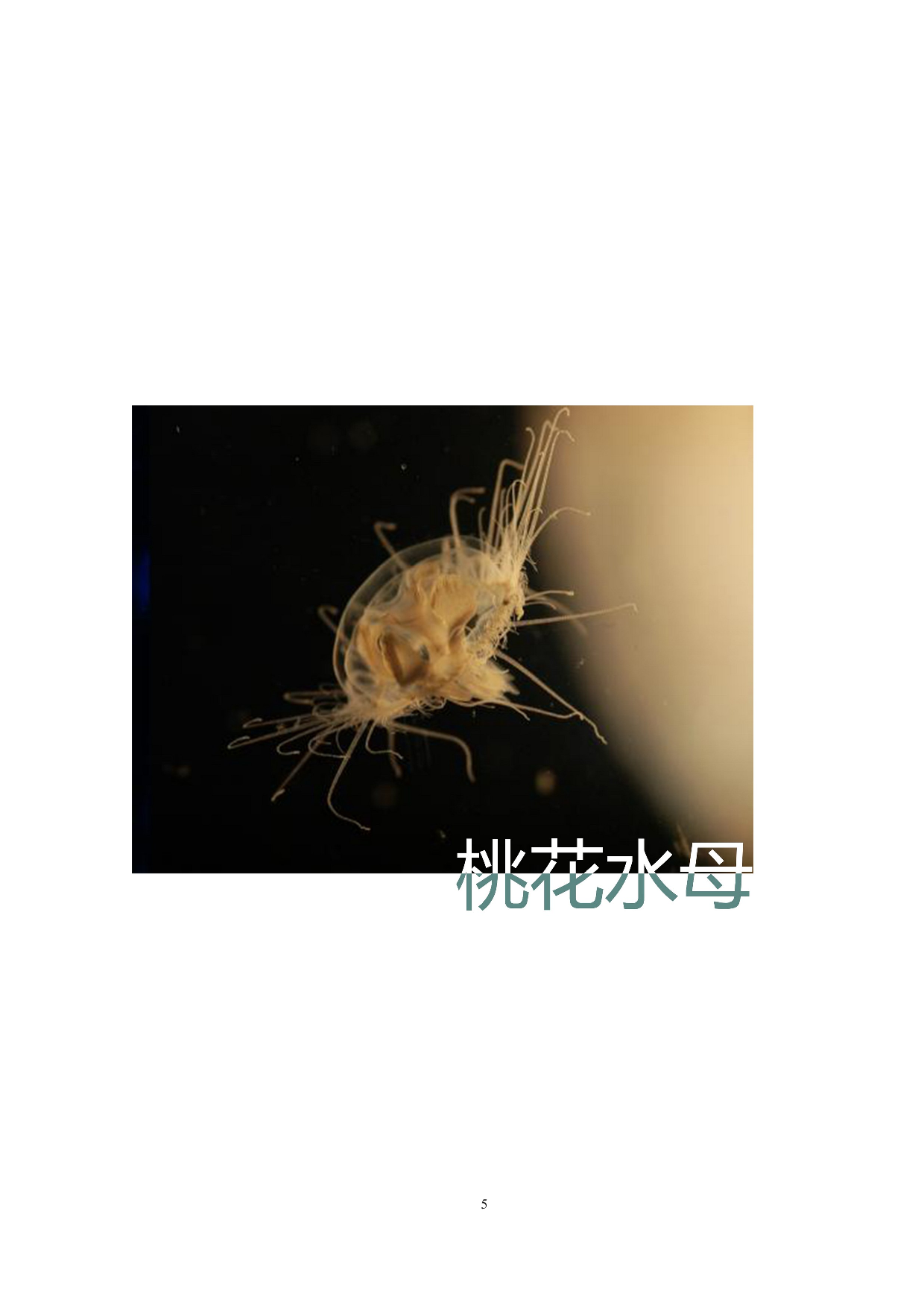 桃花水母元素在现代服装设计中的运用-7576字.docx 第8页