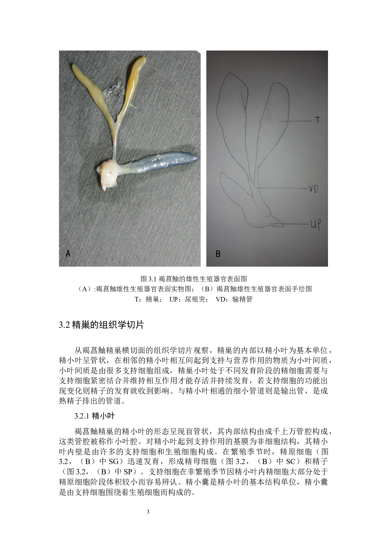 褐菖鮋雄性生殖系统的组织学观察-5082字.docx 第6页