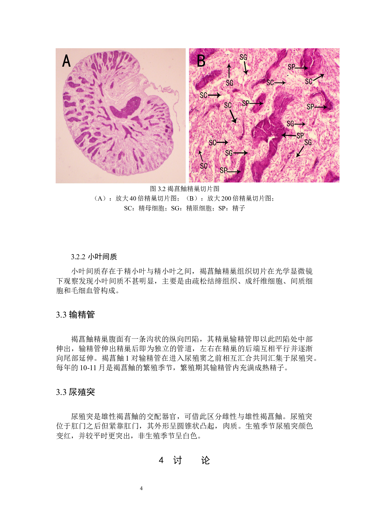 褐菖鮋雄性生殖系统的组织学观察-5082字.docx 第7页