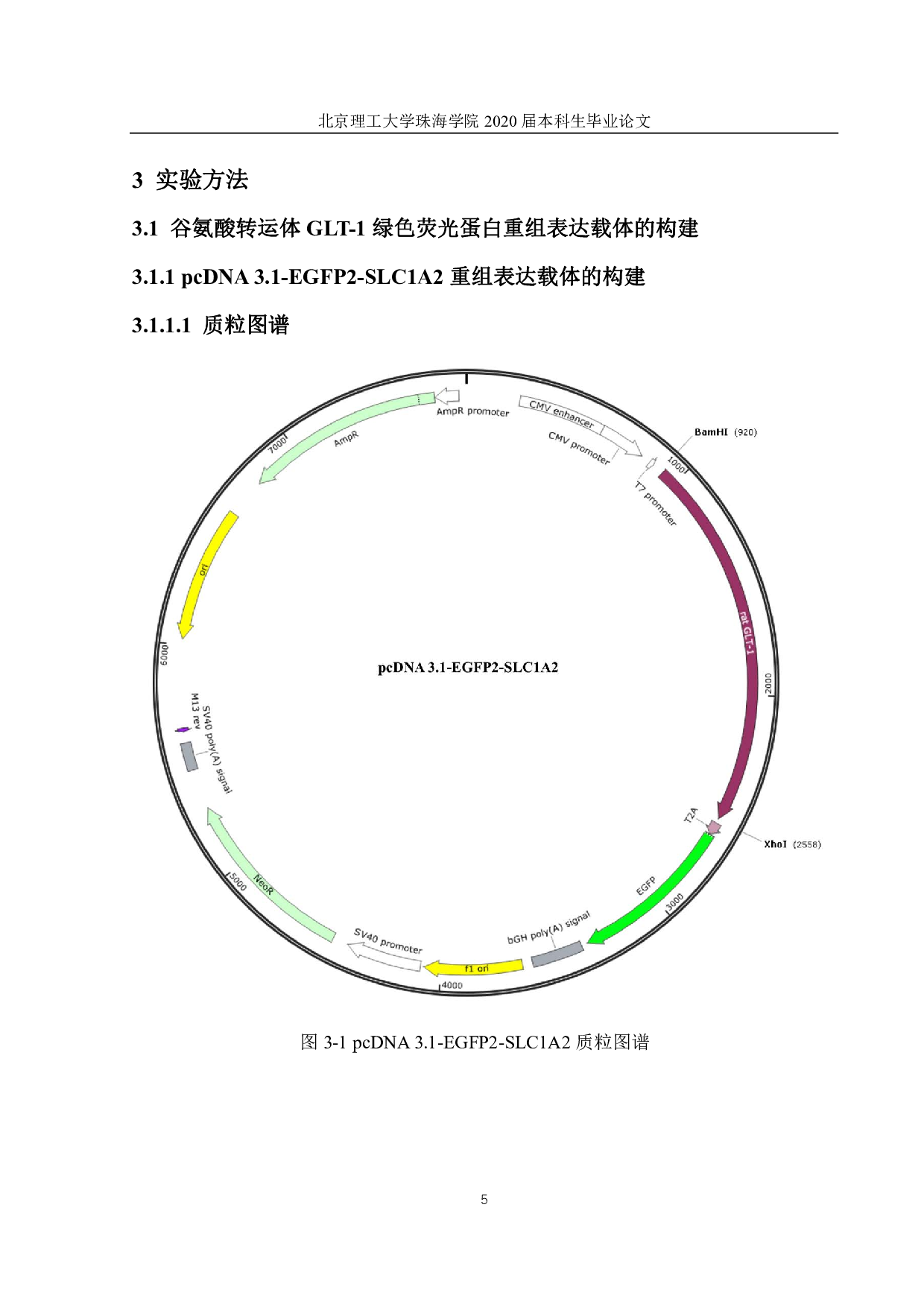 绿色荧光蛋白表达载体的构建及功能分析-2374字.pdf 第8页