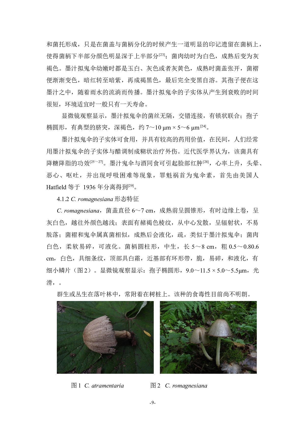 atramentaria和C.romagnesiana-6909字.docx 第9页