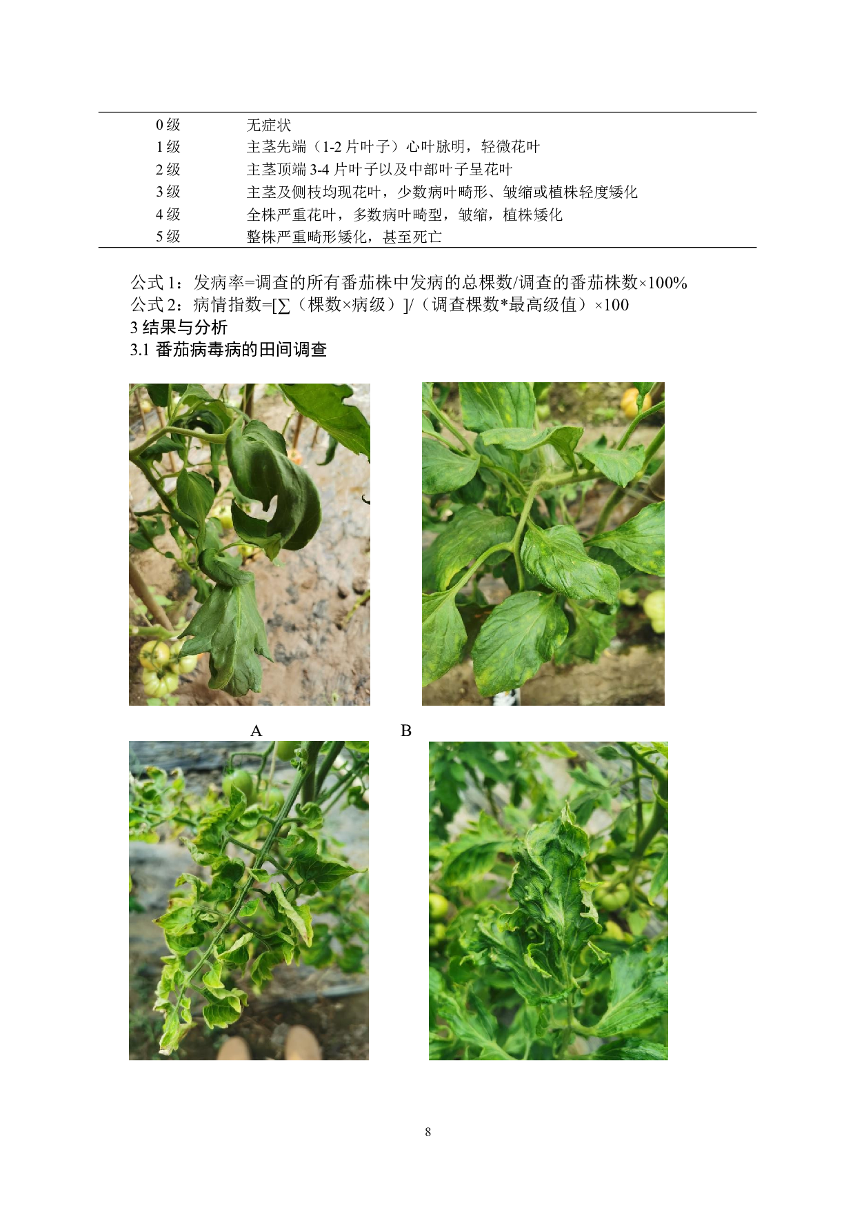 天津市滨海新区番茄病毒病病情调查研究-7637字.docx 第8页