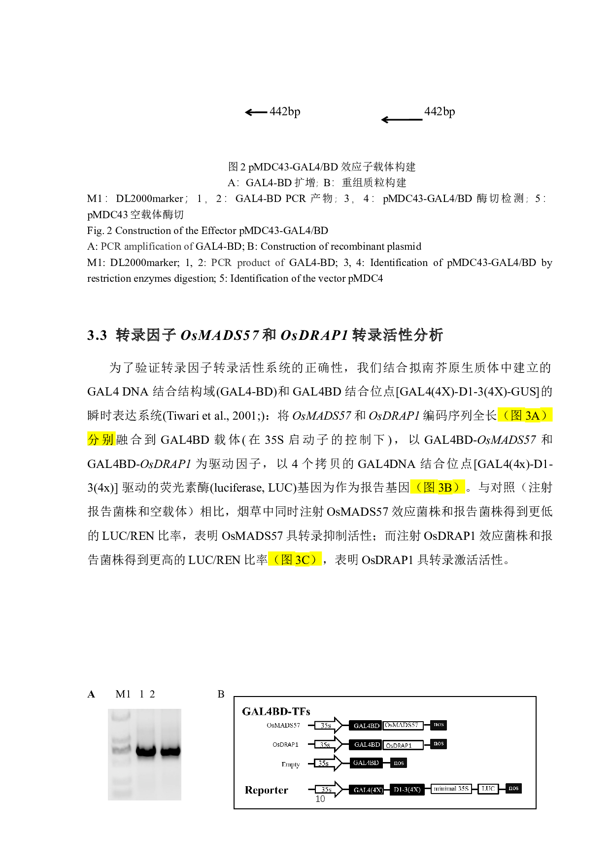 植物转录因子转录活性分析系统开发及验证-6965字.docx 第10页