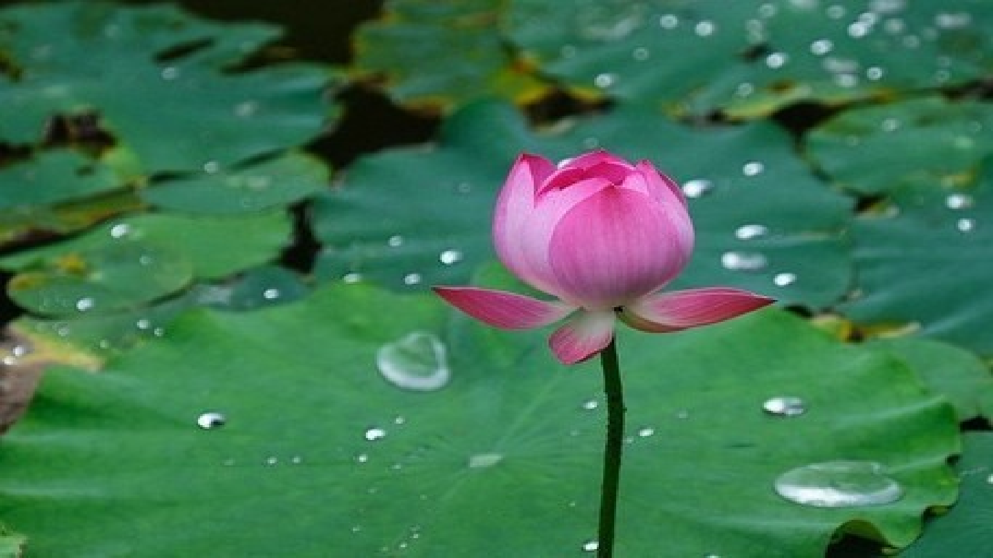 课文10《古诗二首 小池》（教学课件）-（统编版.2024）.pptx 第6页