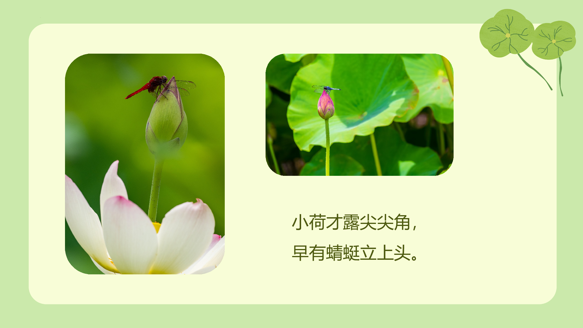 课文12《荷叶圆圆》（教学课件）-（统编版.2024）.pptx 第4页