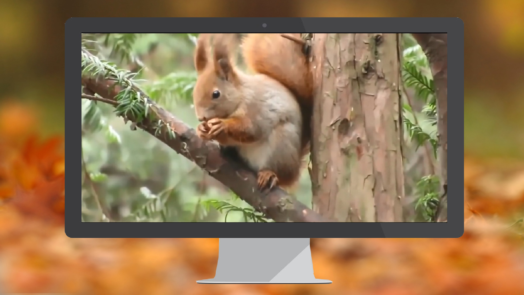 第17课《松鼠》（第一课时）（教学课件）-(统编版).pptx 第2页