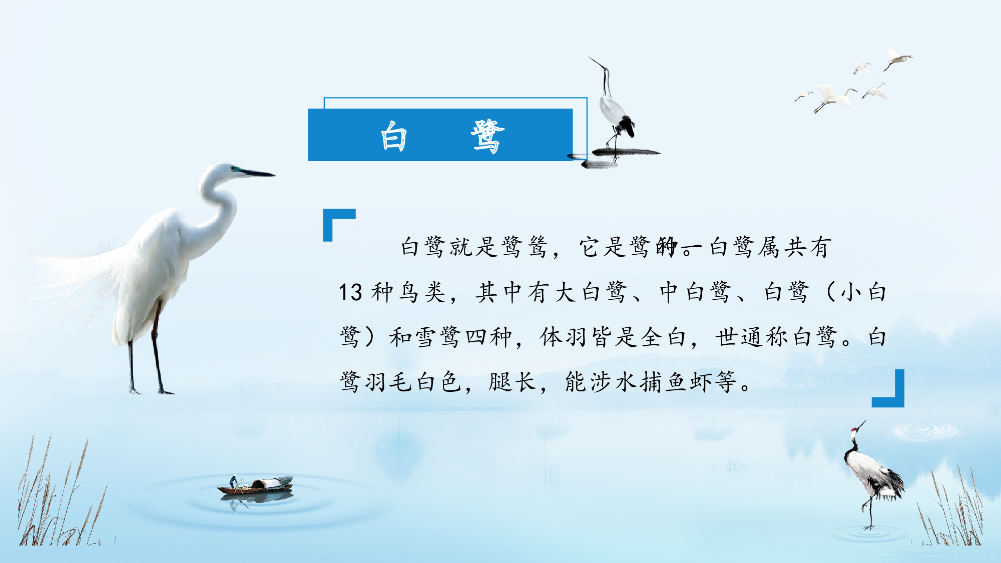 第1课《白鹭》（第一课时）（教学课件）-（统编版）.pptx 第7页