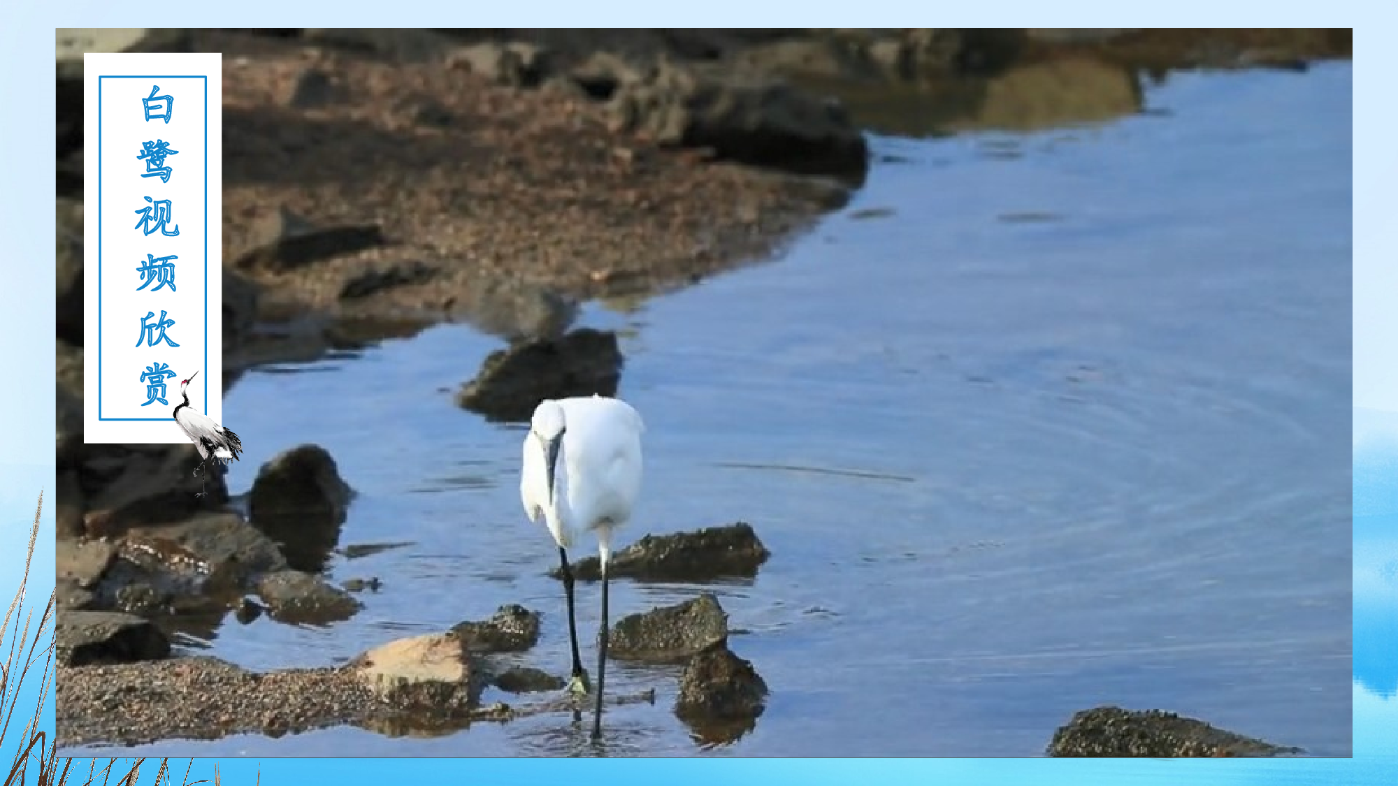 第1课《白鹭》（第一课时）（教学课件）-（统编版）.pptx 第5页