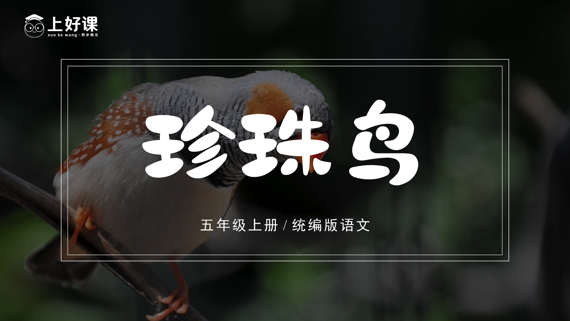 第4课《珍珠鸟》（教学课件）-(统编版).pptx 第2页