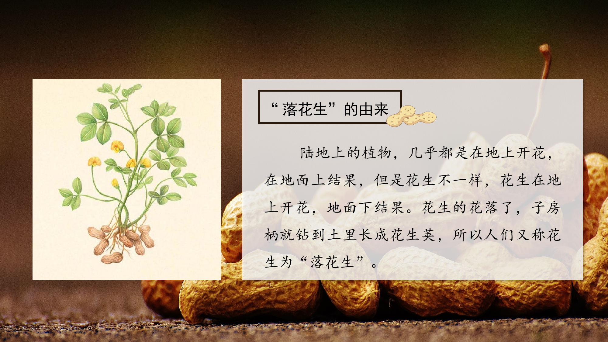 第2课《落花生》（第一课时）（教学课件）-【上好课】 五年级语文上册同步高效课堂系列 (统编版).pptx 第4页