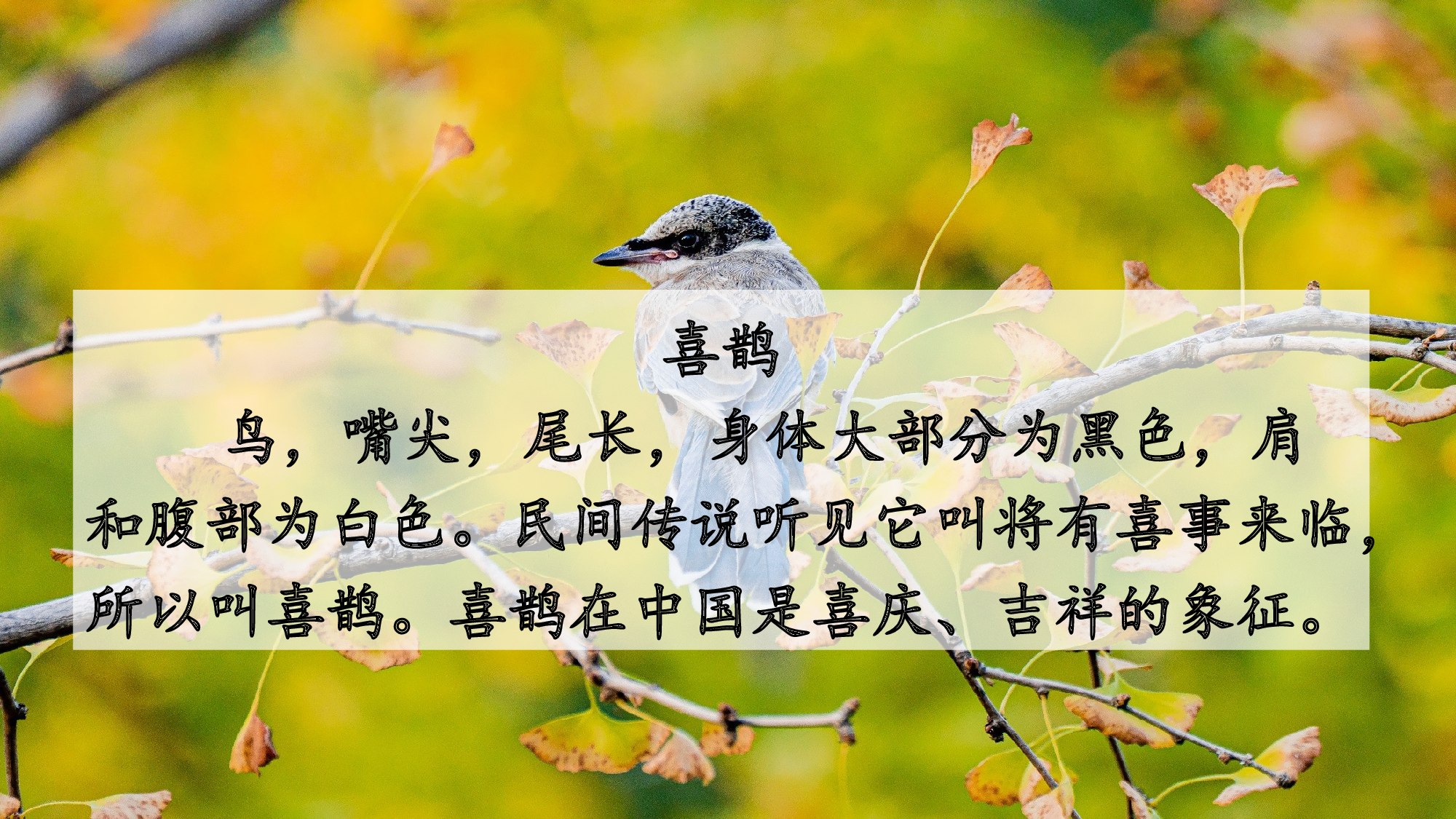 第9课《枫树上的喜鹊》（教学课件）.pptx 第2页