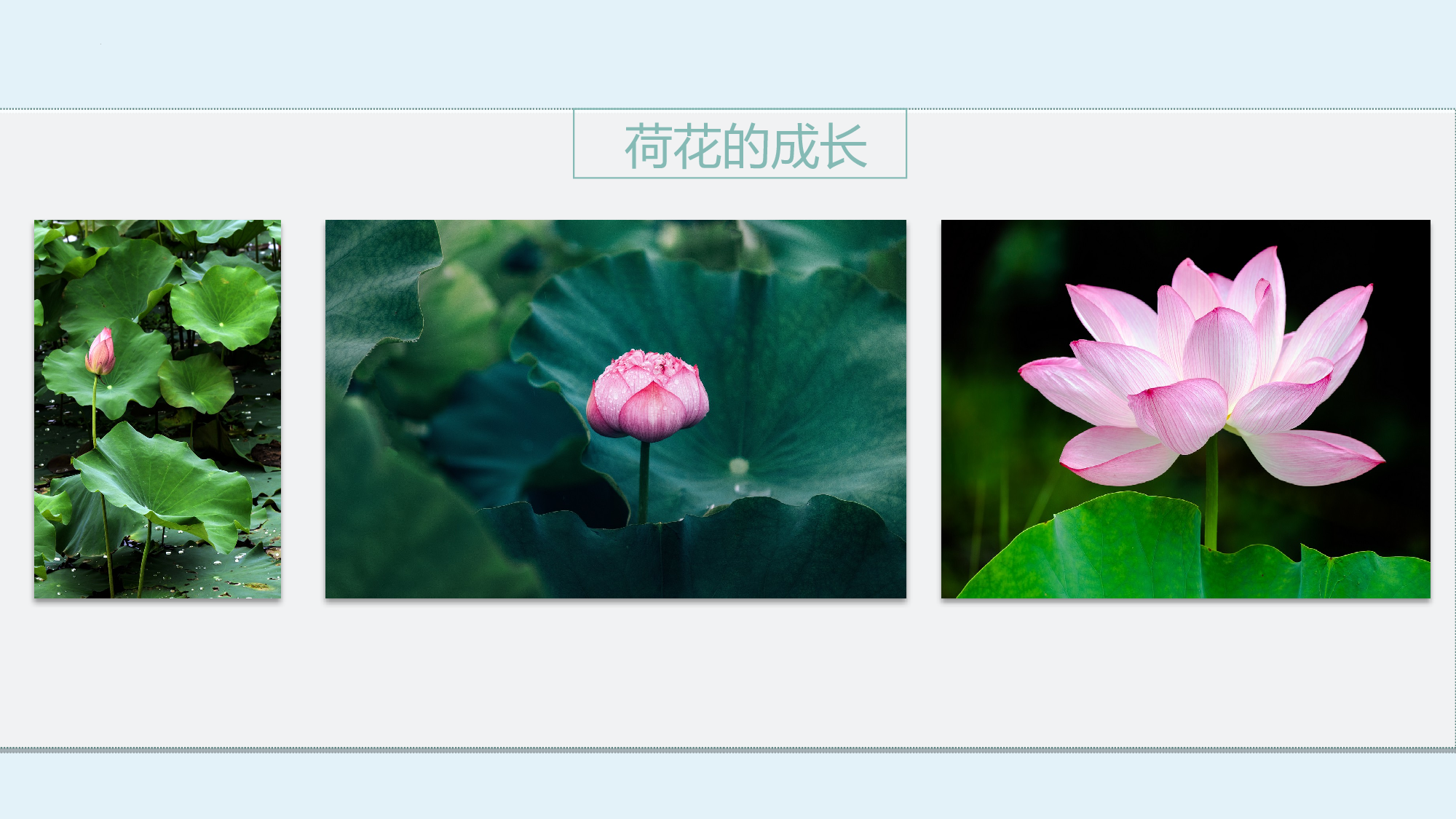 第16课《夏天里的成长》（第一课时）（教学课件）-（统编版）(1).pptx 第8页