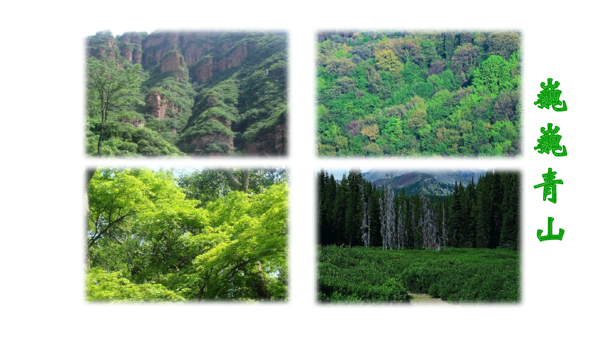 第20课《青山不老》（教学课件）-（统编版）(1).pptx 第4页