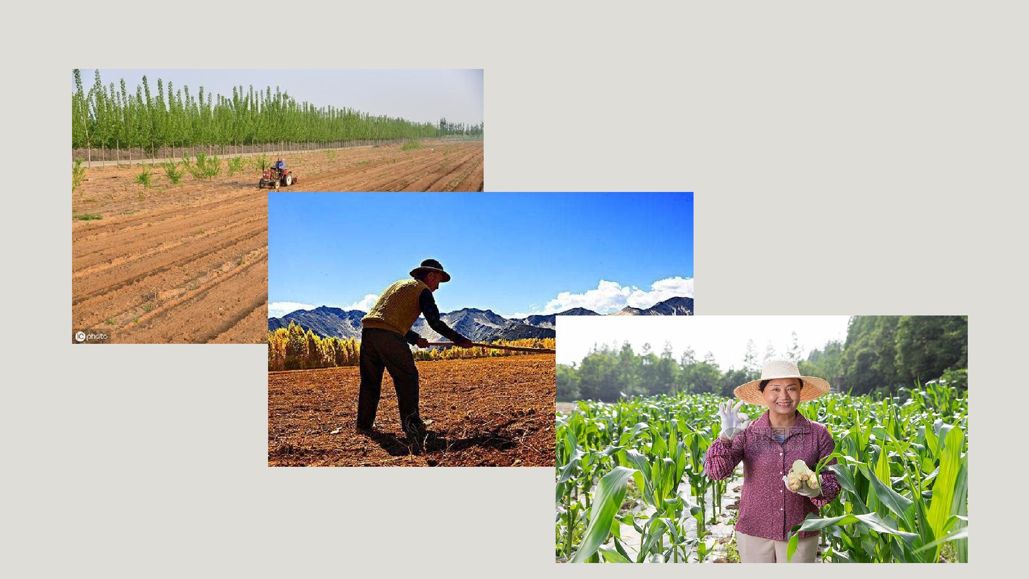 第21课《三黑和土地》（教学课件）-（统编版）(1).pptx 第3页