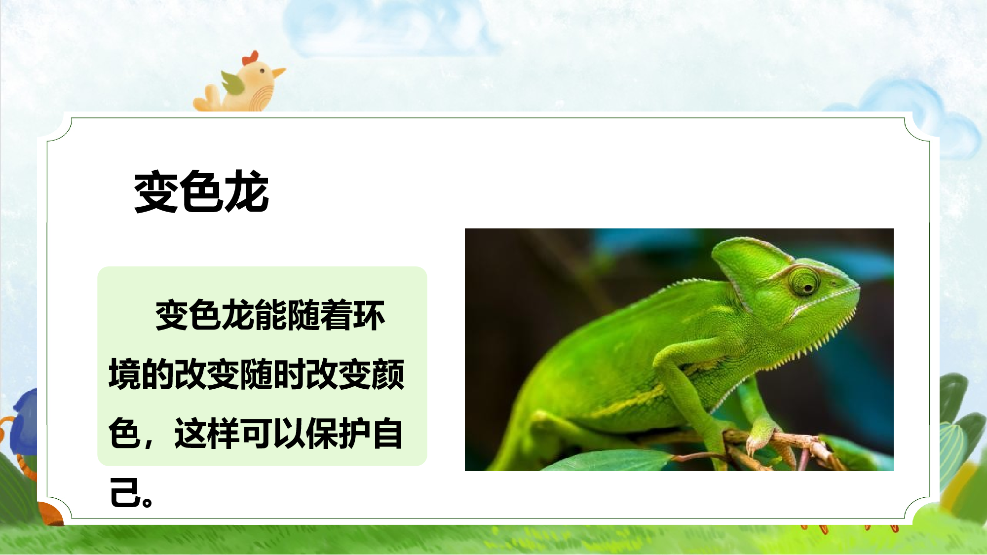 口语交际《有趣的动物》（教学课件）-统编版）.pptx 第5页