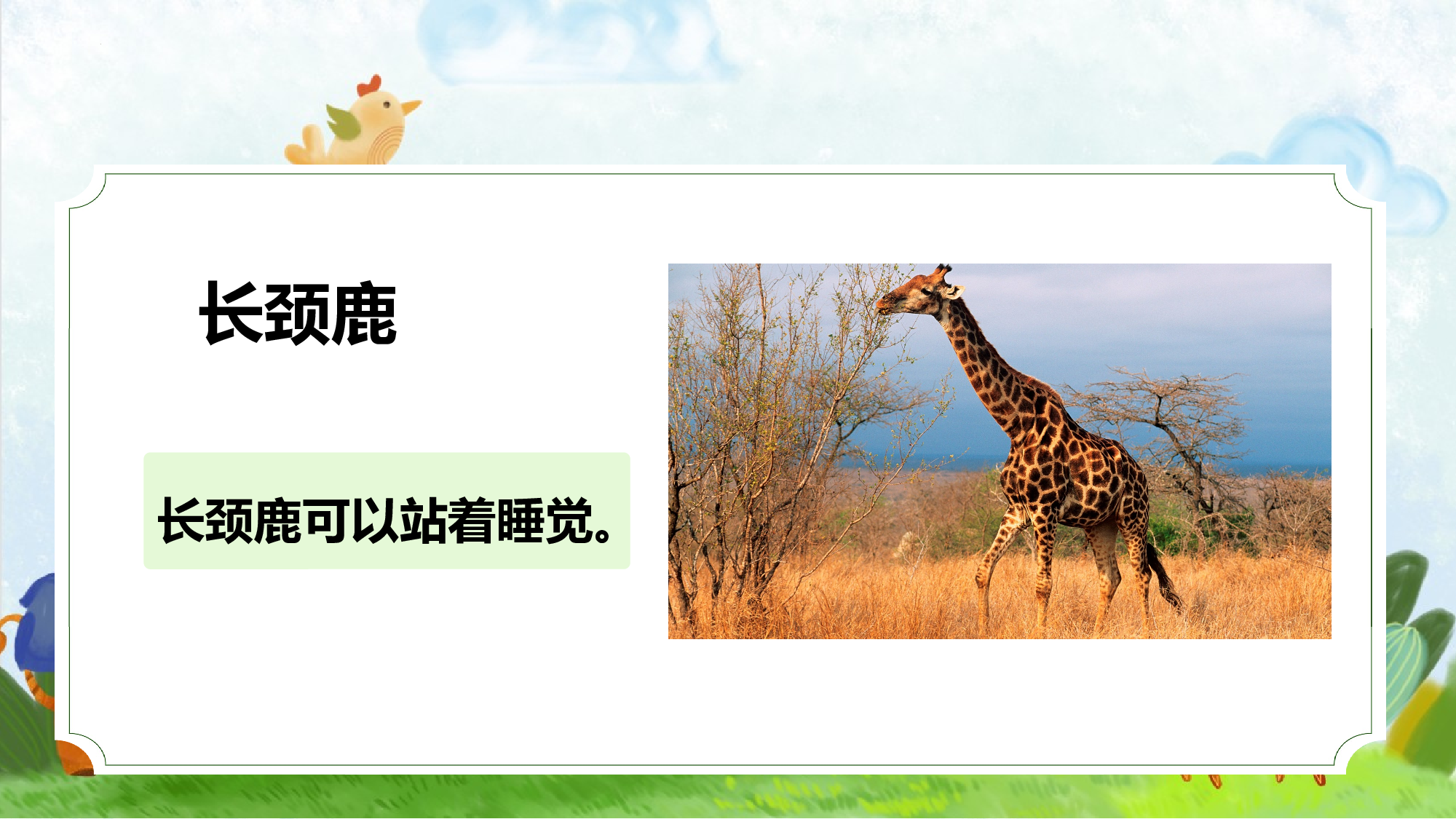 口语交际《有趣的动物》（教学课件）-统编版）.pptx 第6页