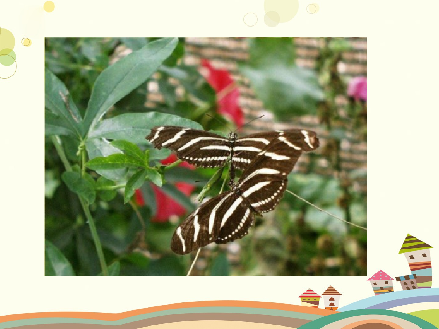 蝴蝶的家（共一课时）.pptx 第2页