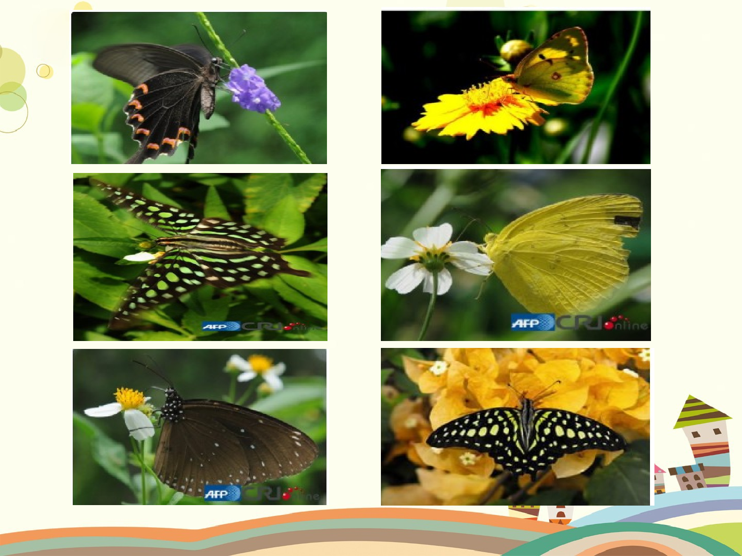 蝴蝶的家（共一课时）.pptx 第4页