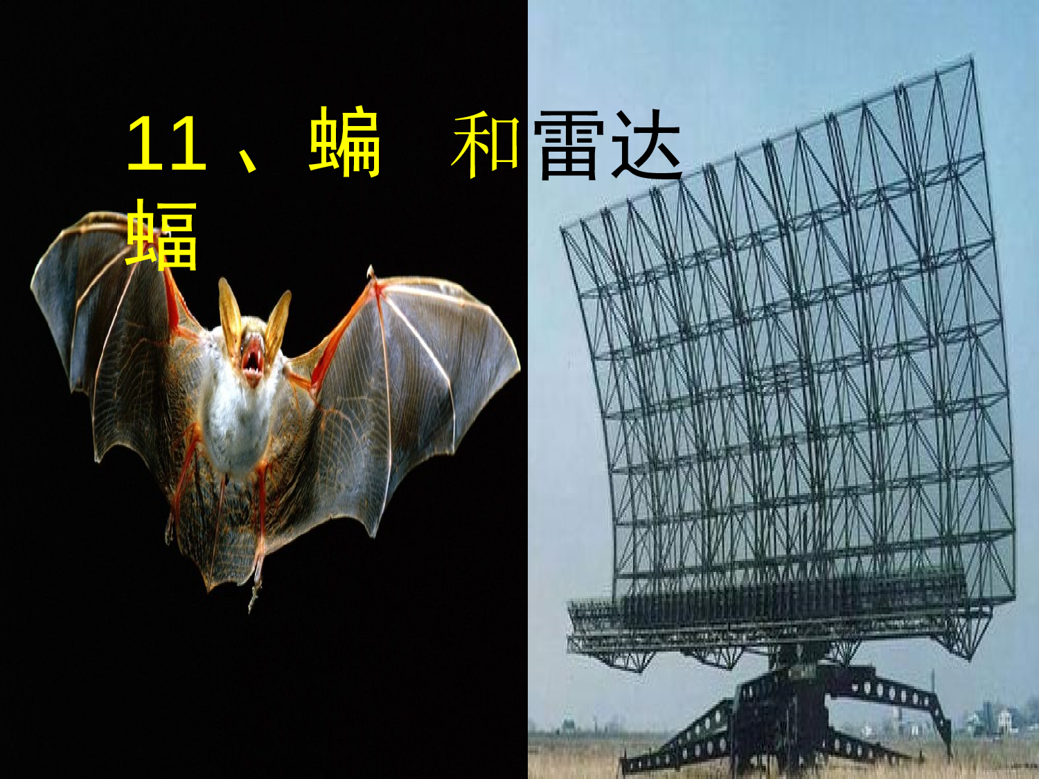 蝙蝠和雷达 锡伯族小学 刘伟伟.ppt 第1页