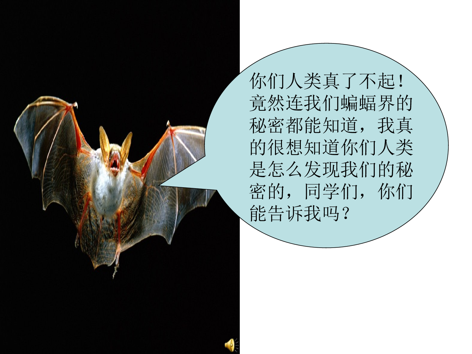 蝙蝠和雷达 锡伯族小学 刘伟伟.ppt 第2页