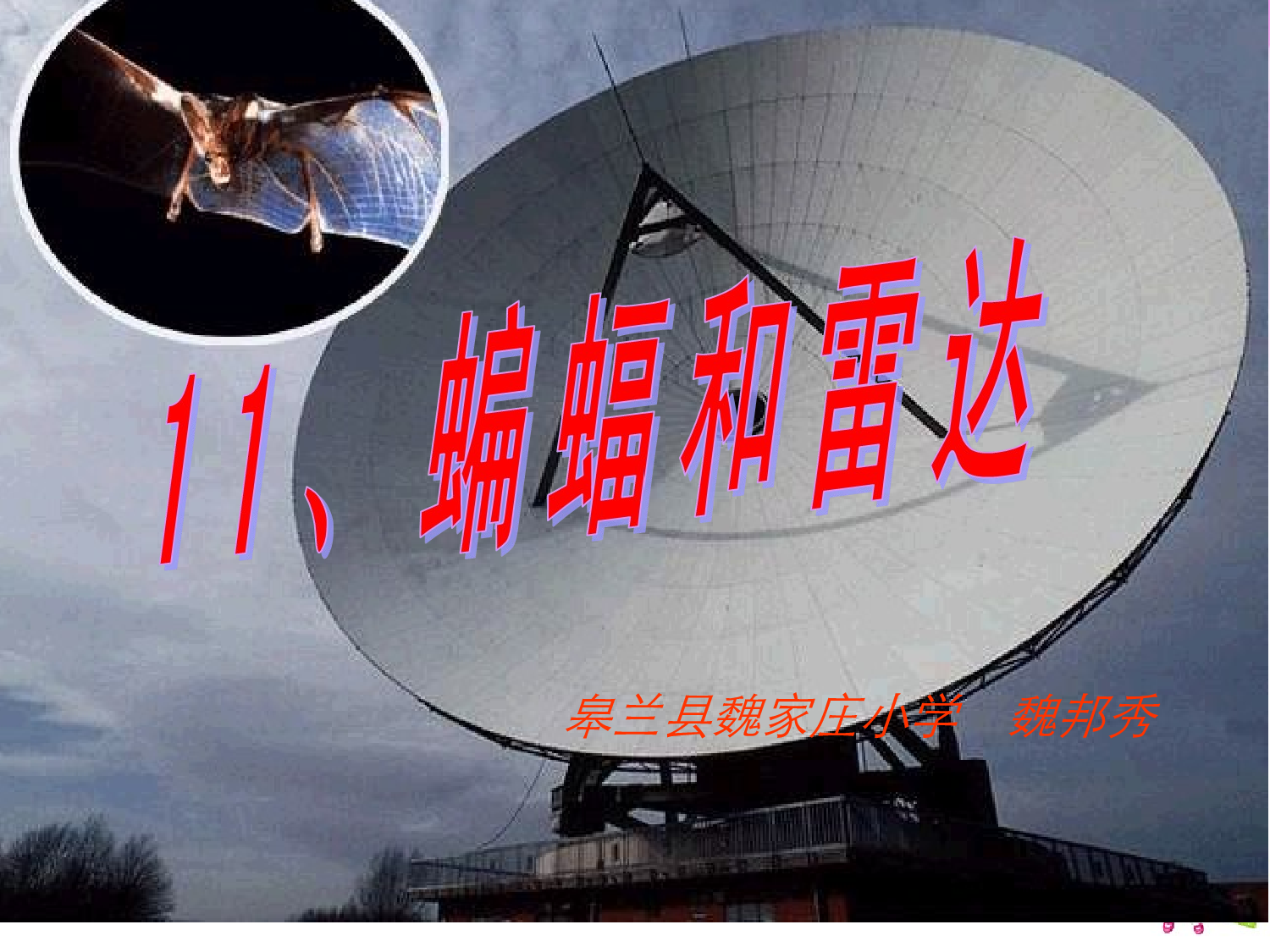 蝙蝠和雷达.ppt 第1页