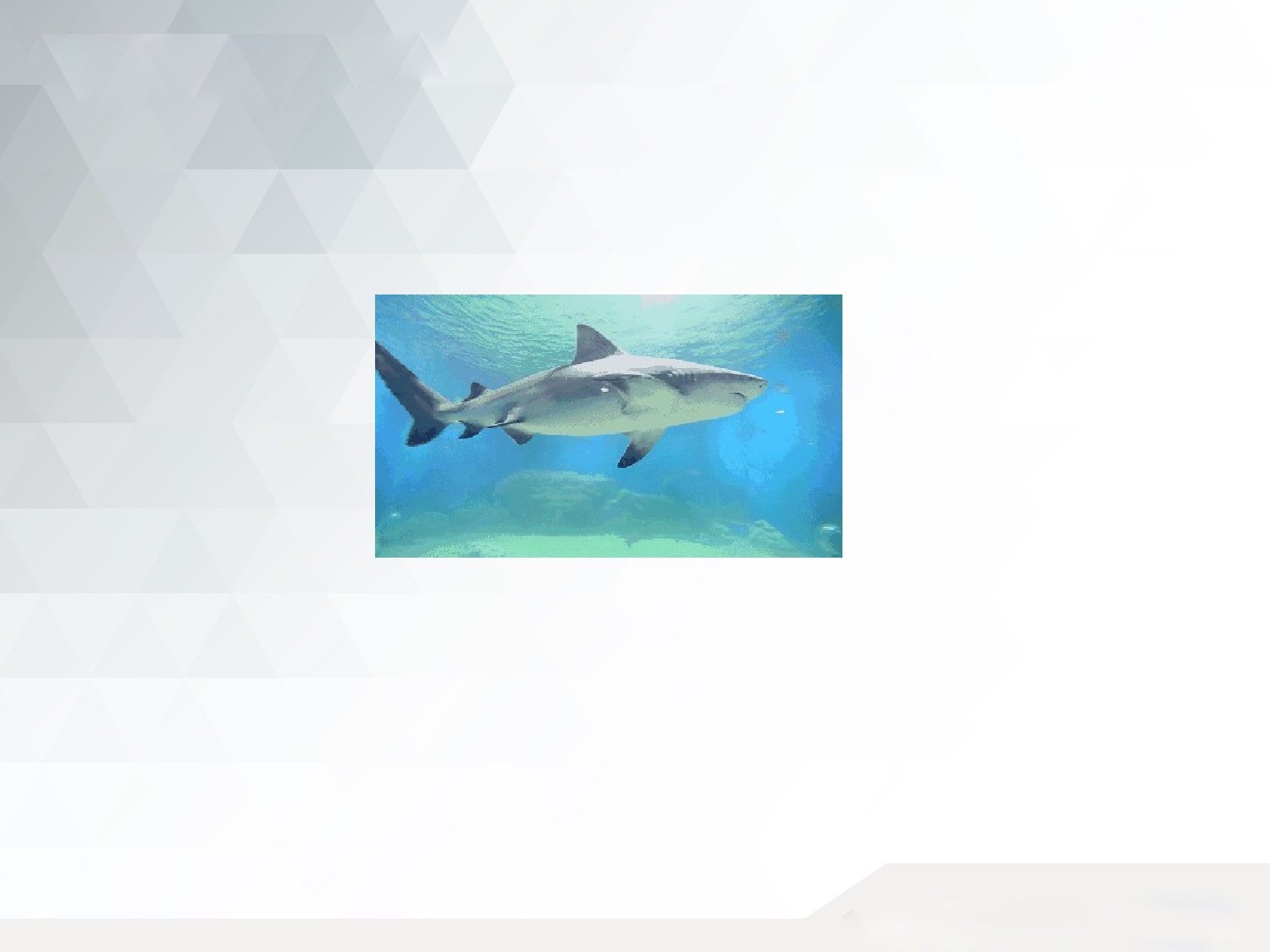 小小动物园.pptx 第3页