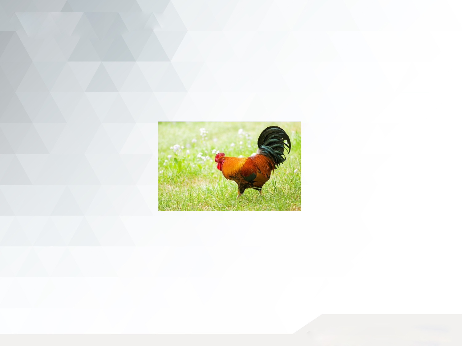 小小动物园.pptx 第8页