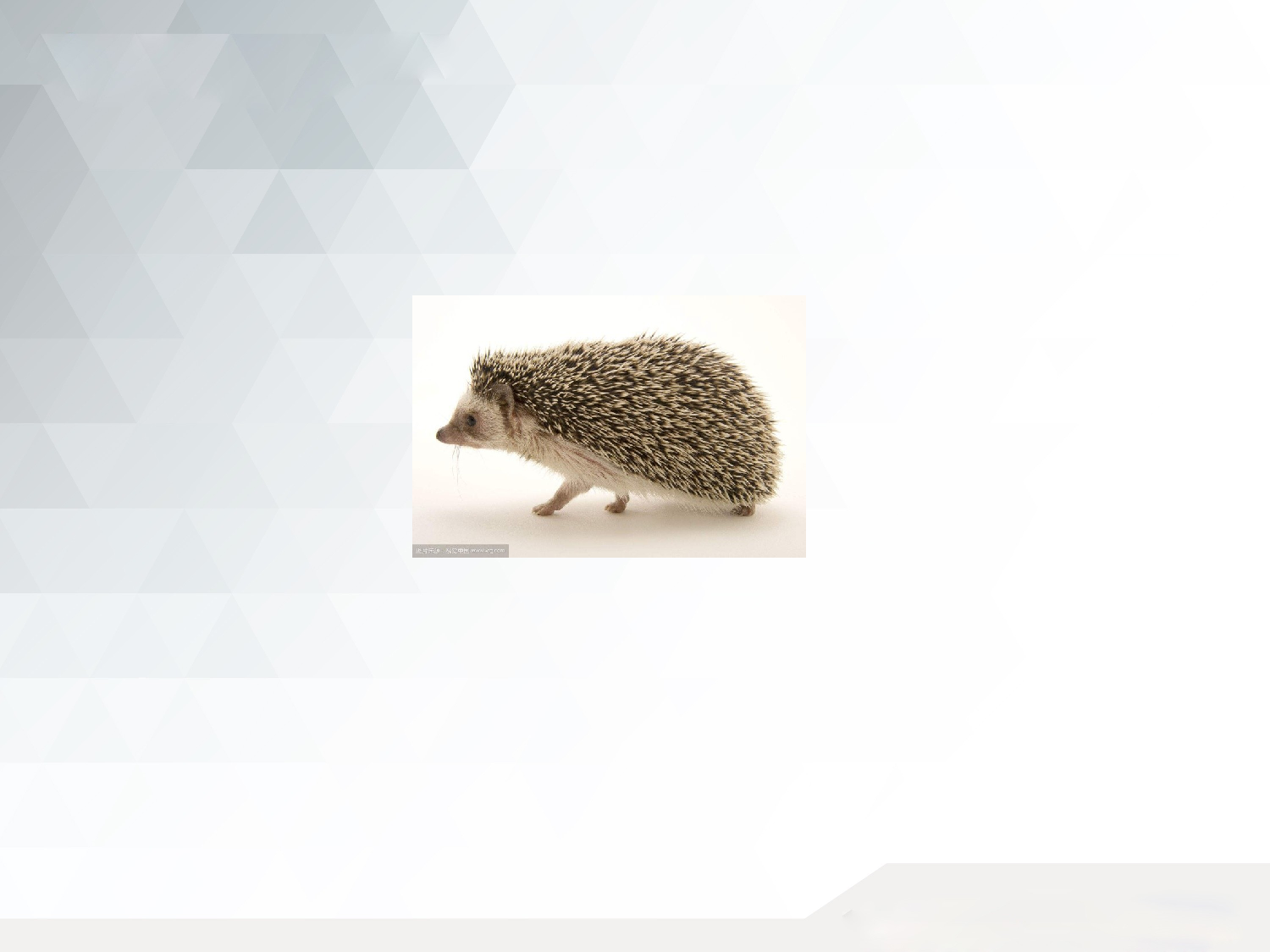 小小动物园.pptx 第6页