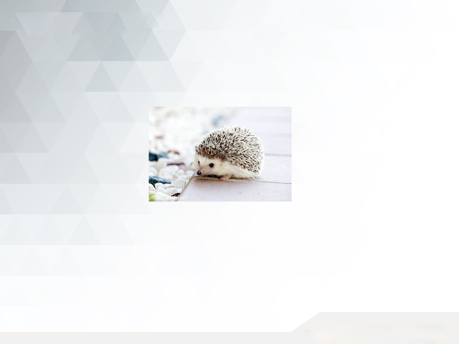 小小动物园.pptx 第5页