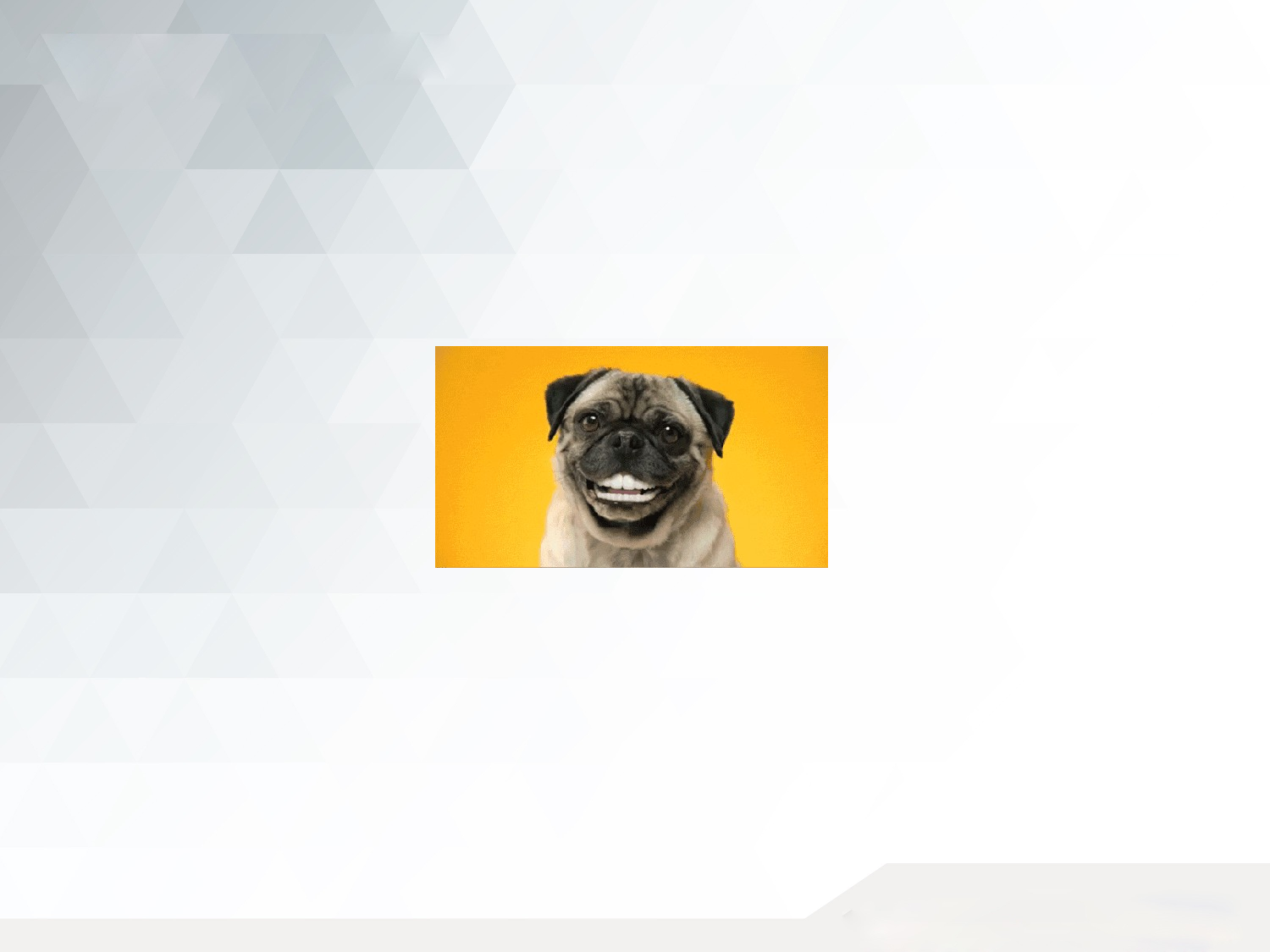 小小动物园.pptx 第9页