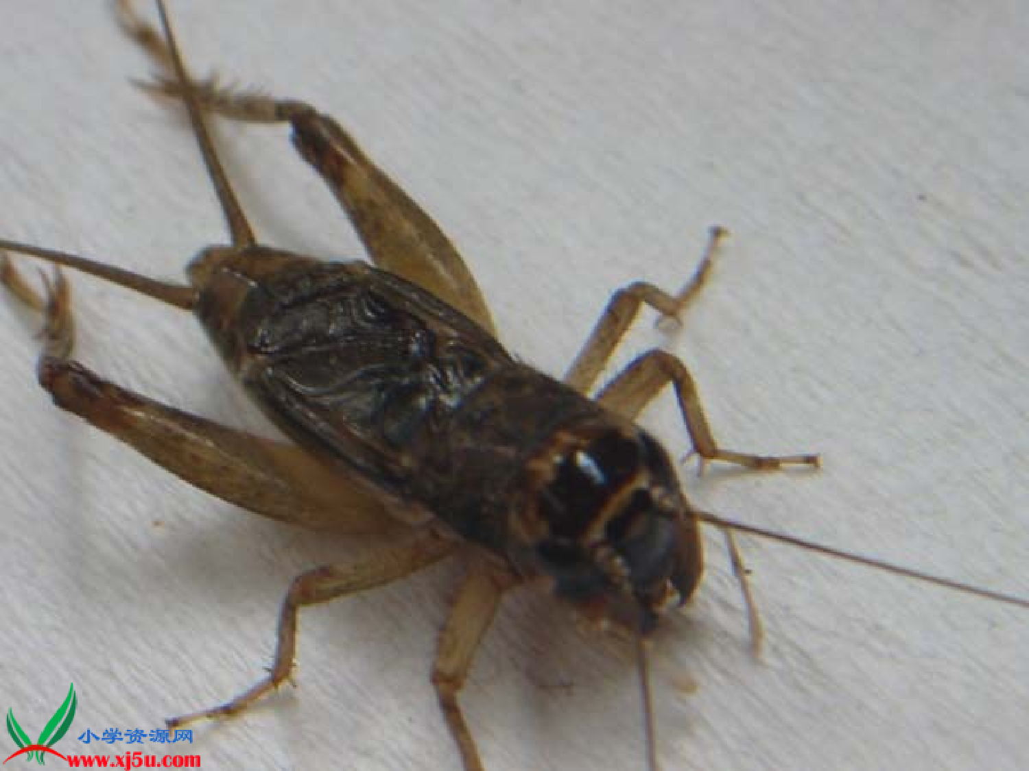 【课件】蟋蟀的住宅.ppt 第3页