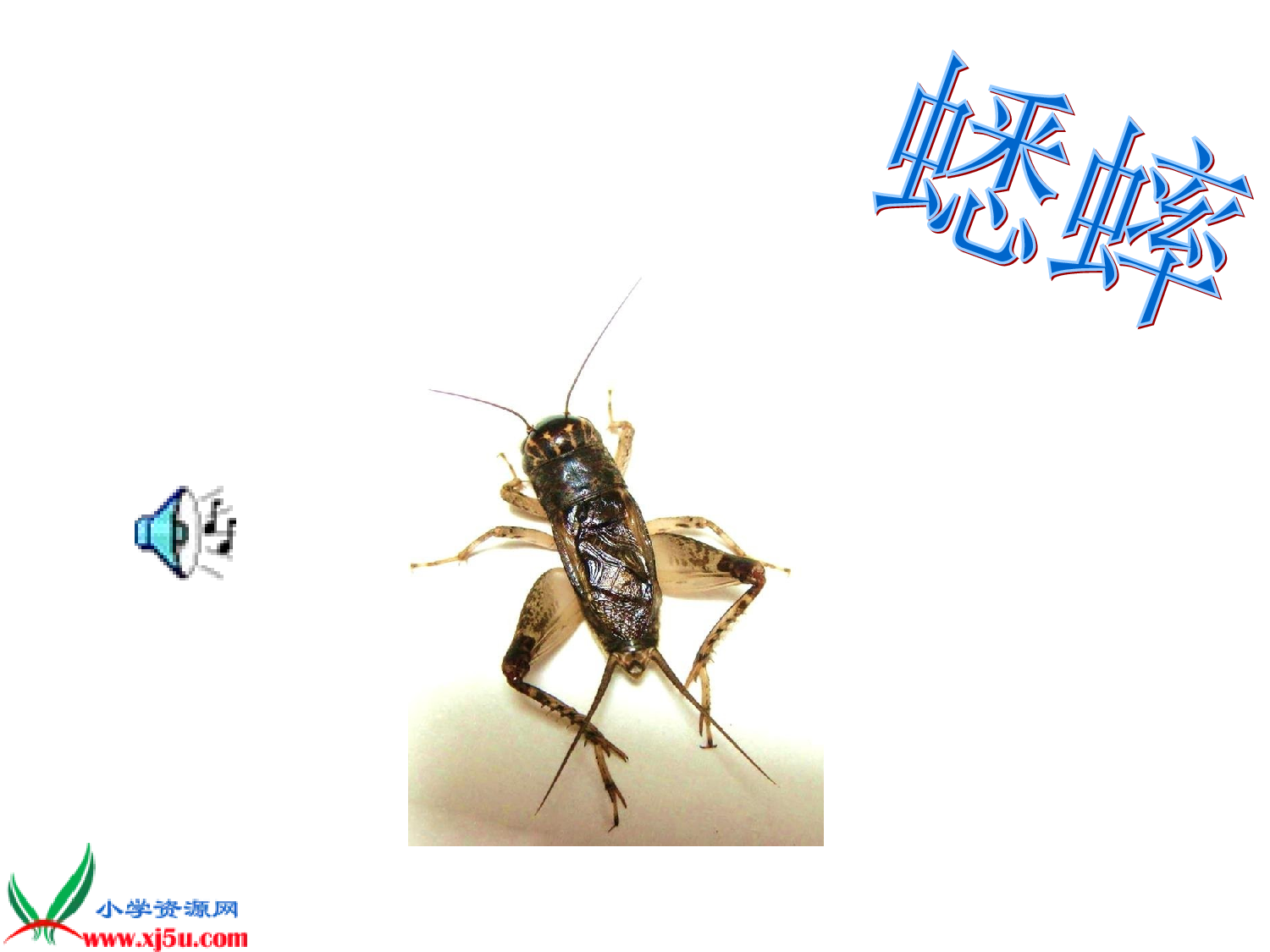【课件】蟋蟀的住宅.ppt 第2页