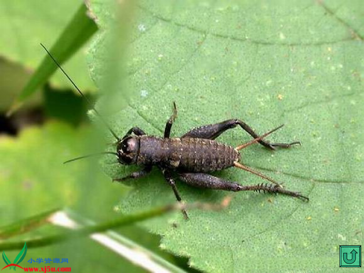 【课件】蟋蟀的住宅.ppt 第4页