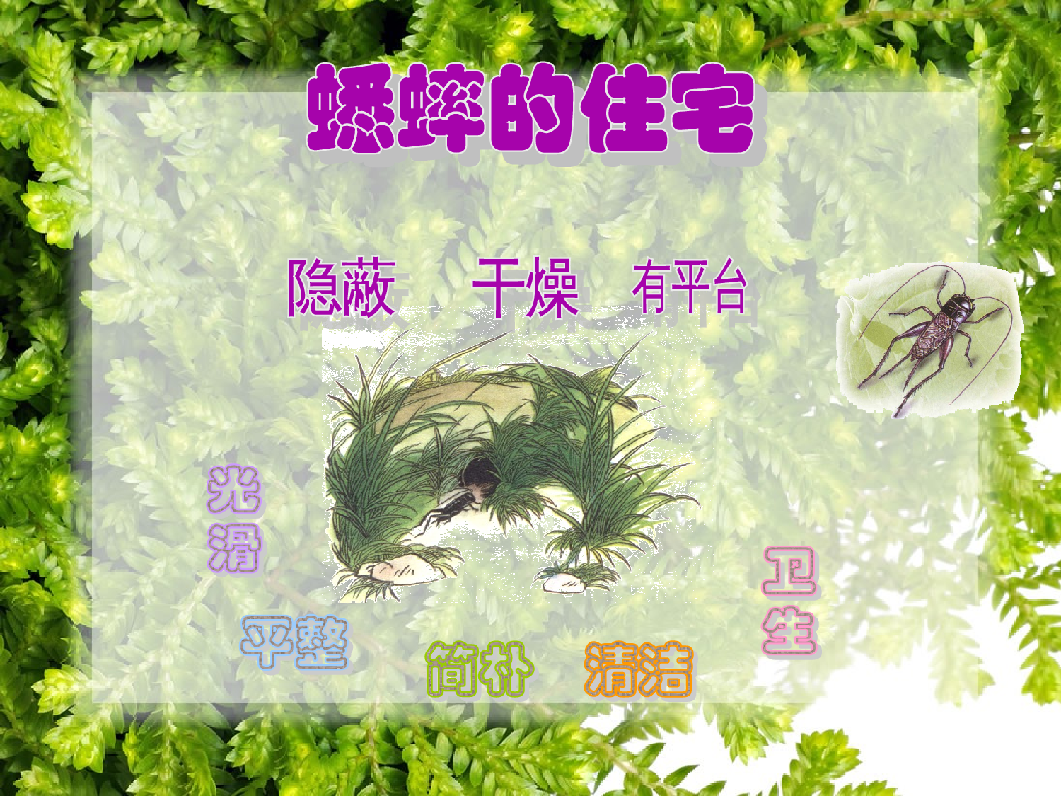 【课件】蟋蟀的住宅.ppt 第5页