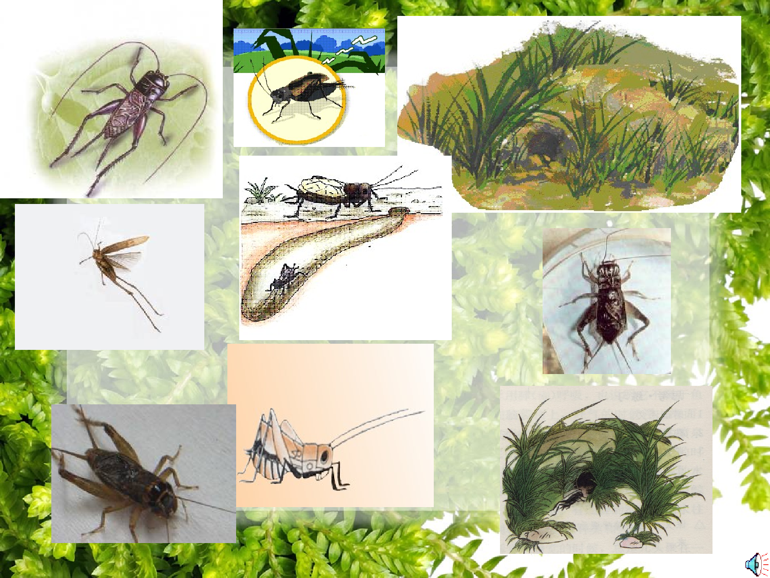 【课件】蟋蟀的住宅.ppt 第10页