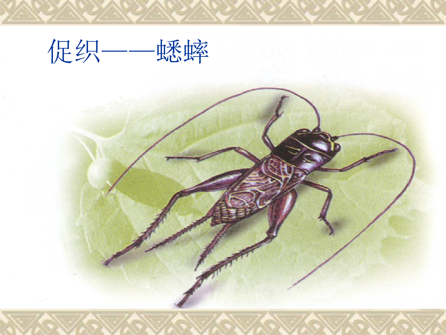 【课件】蟋蟀的住宅.ppt 第3页