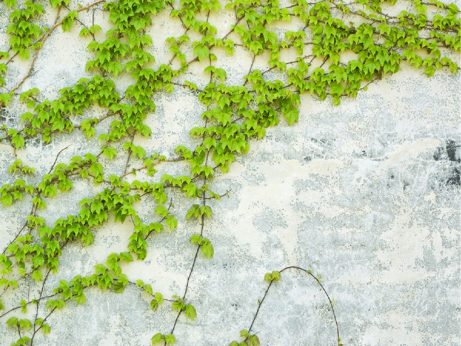 爬山虎的脚 第一课时.pptx 第3页