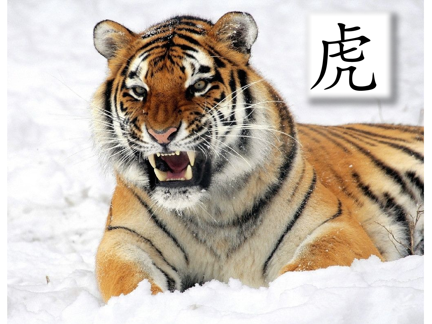 爬山虎的脚 第一课时.pptx 第2页