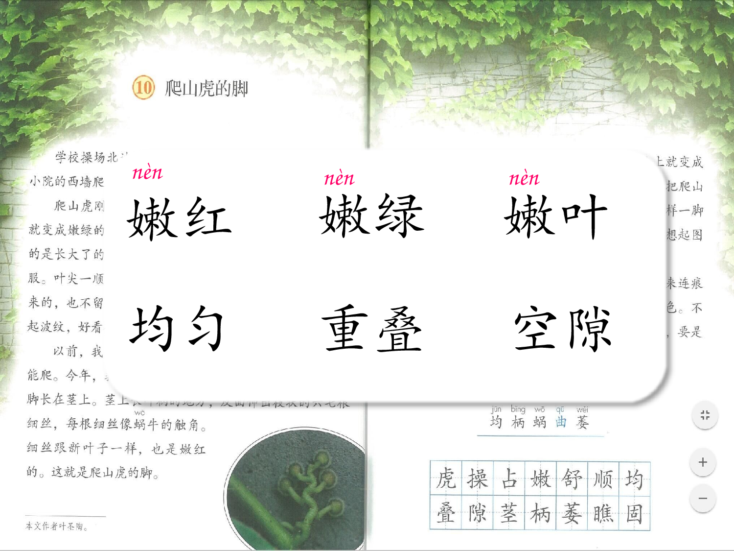 爬山虎的脚 第一课时.pptx 第10页