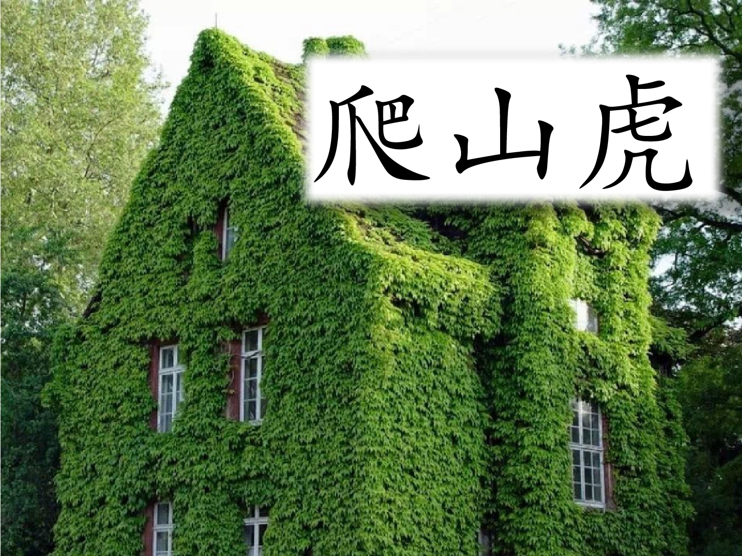 爬山虎的脚 第一课时.pptx 第6页