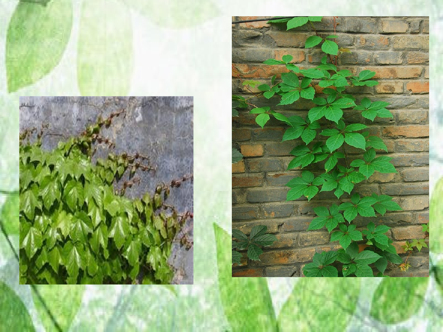 【课件】爬山虎的脚.ppt 第1页