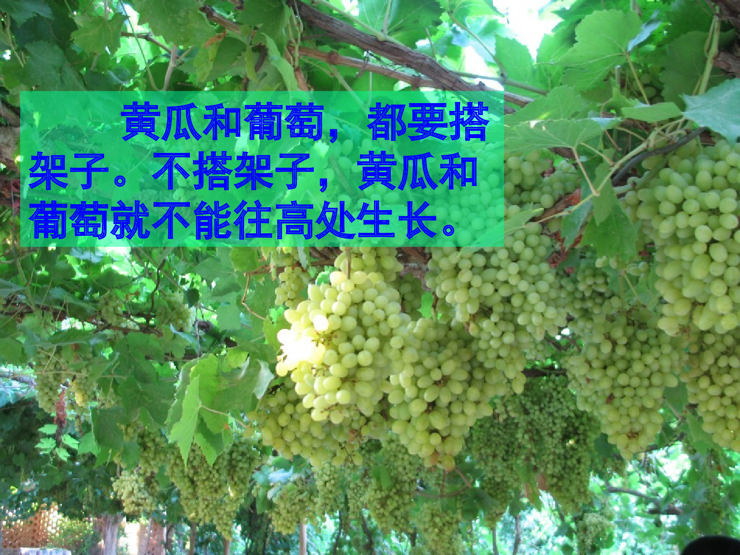 【课件】爬山虎的脚.ppt 第3页