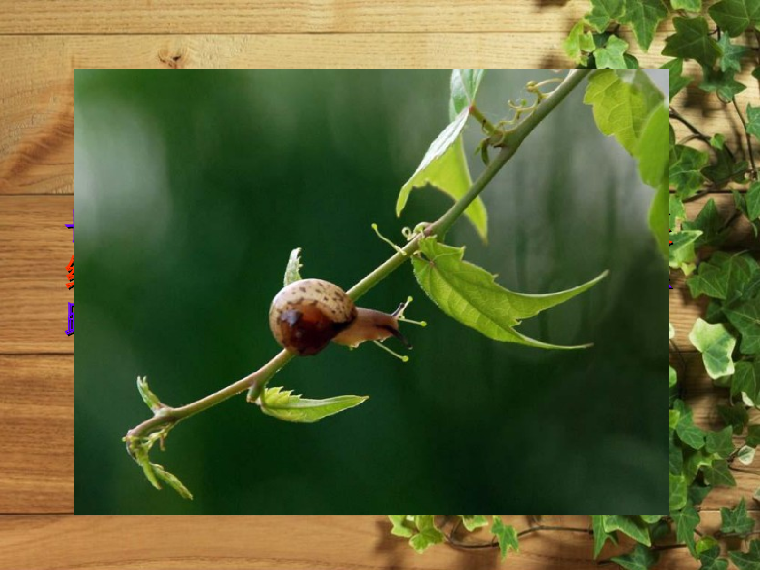 【课件】爬山虎的脚.ppt 第9页