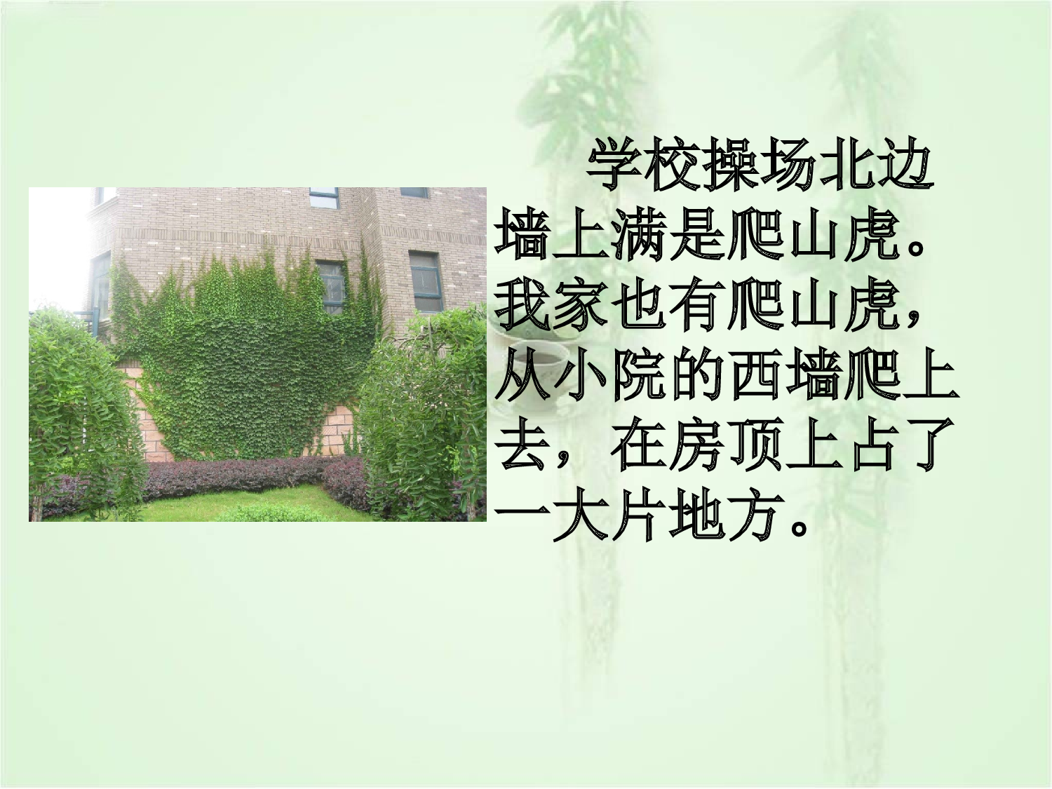 【课件】爬山虎的脚 课件.ppt 第5页
