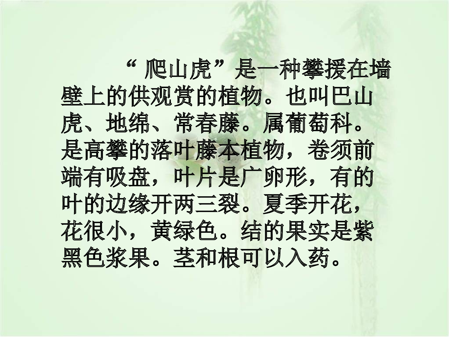 【课件】爬山虎的脚 课件.ppt 第3页