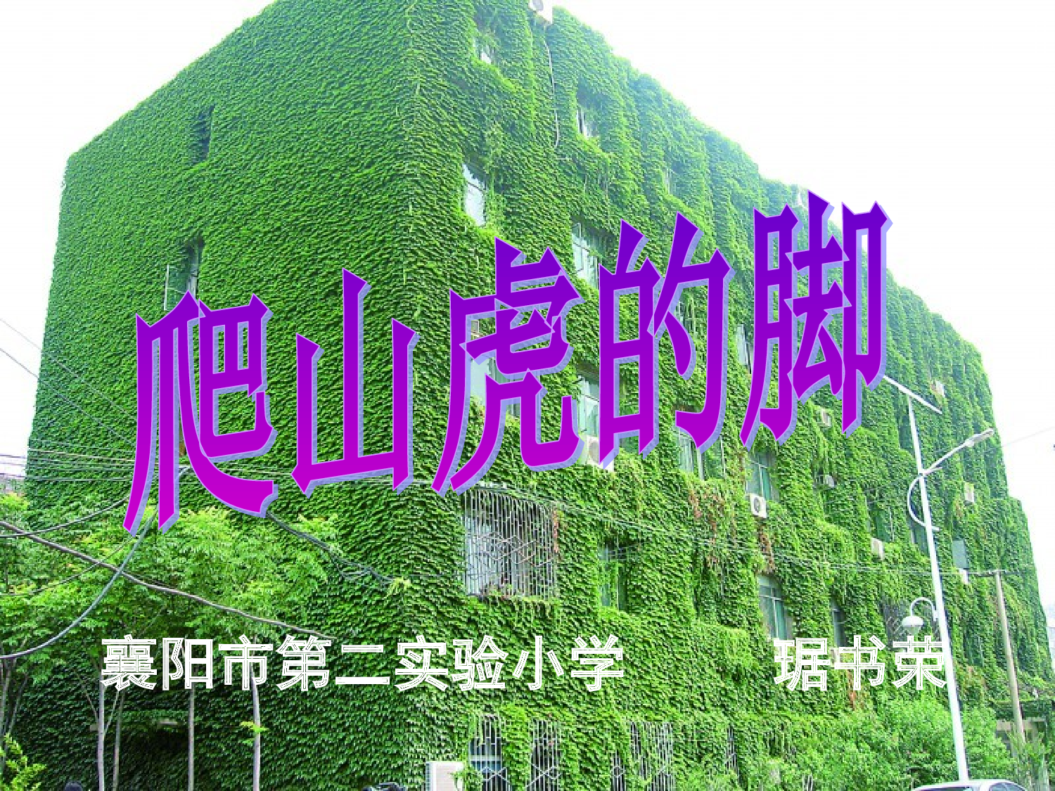 【课件】爬山虎的脚 课件.ppt 第1页