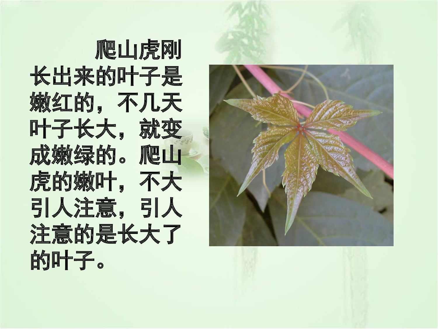 【课件】爬山虎的脚 课件.ppt 第6页